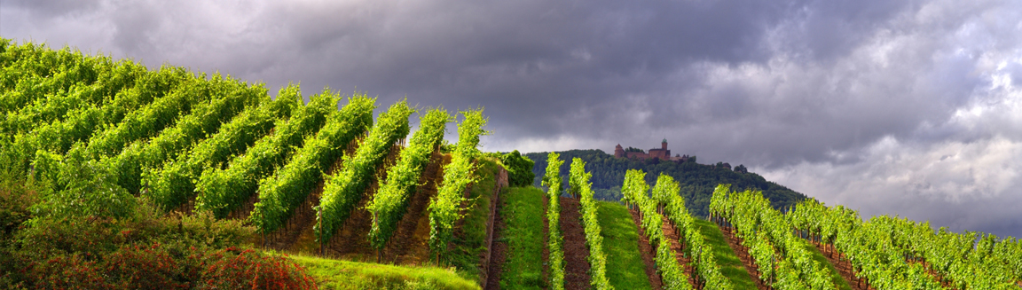 vignes Hunawihr Panorama